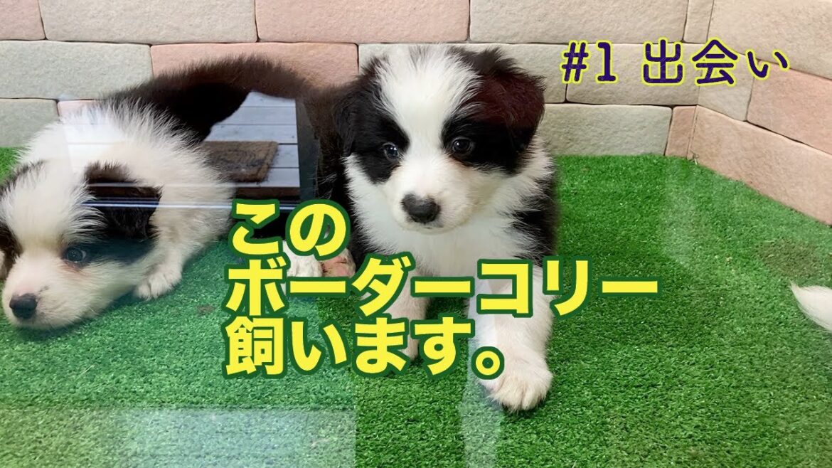 ボーダーコリー（子犬）との出会いから引き取りまで。＃1「出会い」