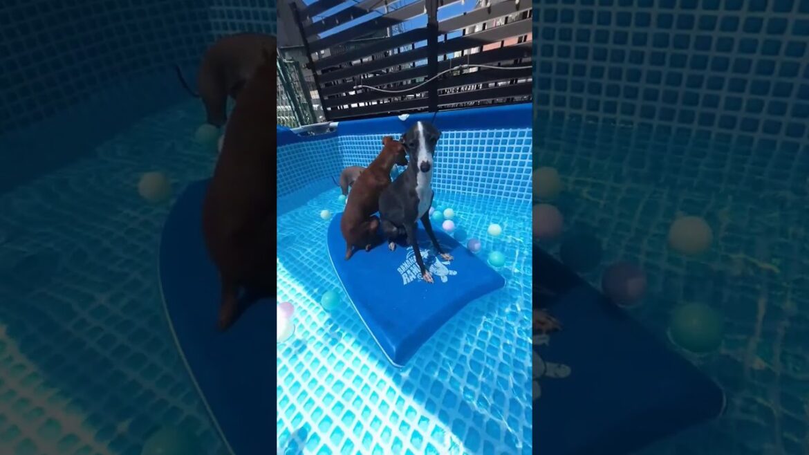 浅いプールにもボディーボードが必須なイタグレとミニピン #shorts #イタグレ #ミニピン