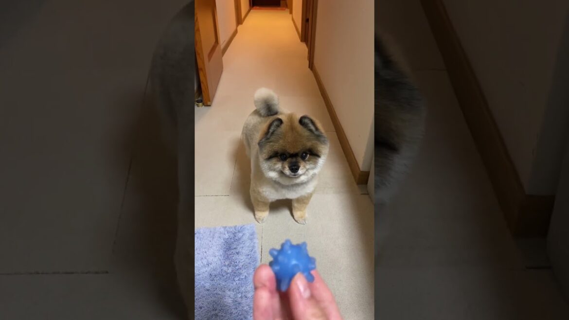 ぼっちゃん5/12【トリミング/trimming】【ポメラニアン ぼちゃお/Pomeranian Bochao】