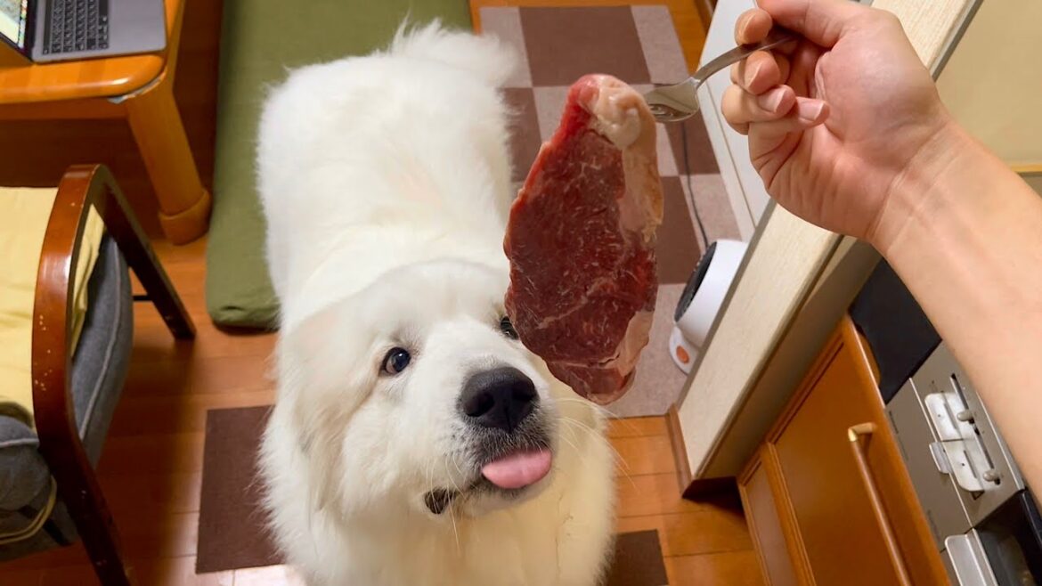 超大型犬の変態飼い主は執事になってご奉仕するようです。。【パクパク編】