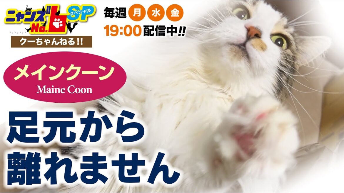 【メインクーン/Maine Coon】足元から離れません 【メインクーン/Maine Coon】足元から離れません
