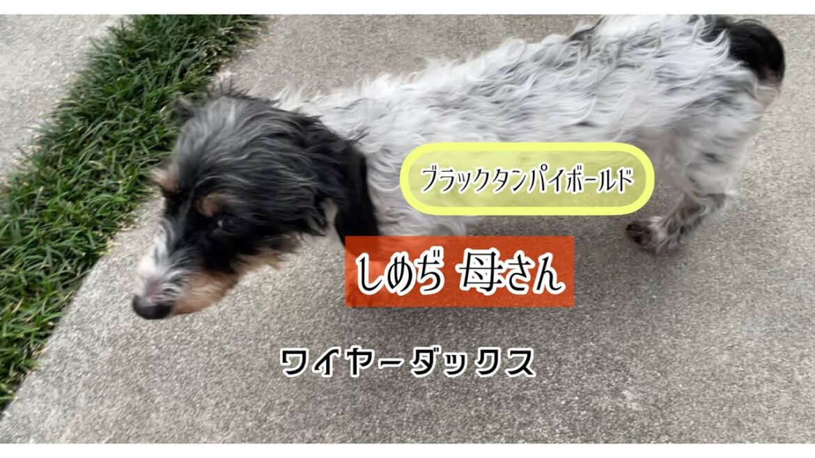 ワイヤーダックス「しめぢ母さん」ブラックタンパイボールド