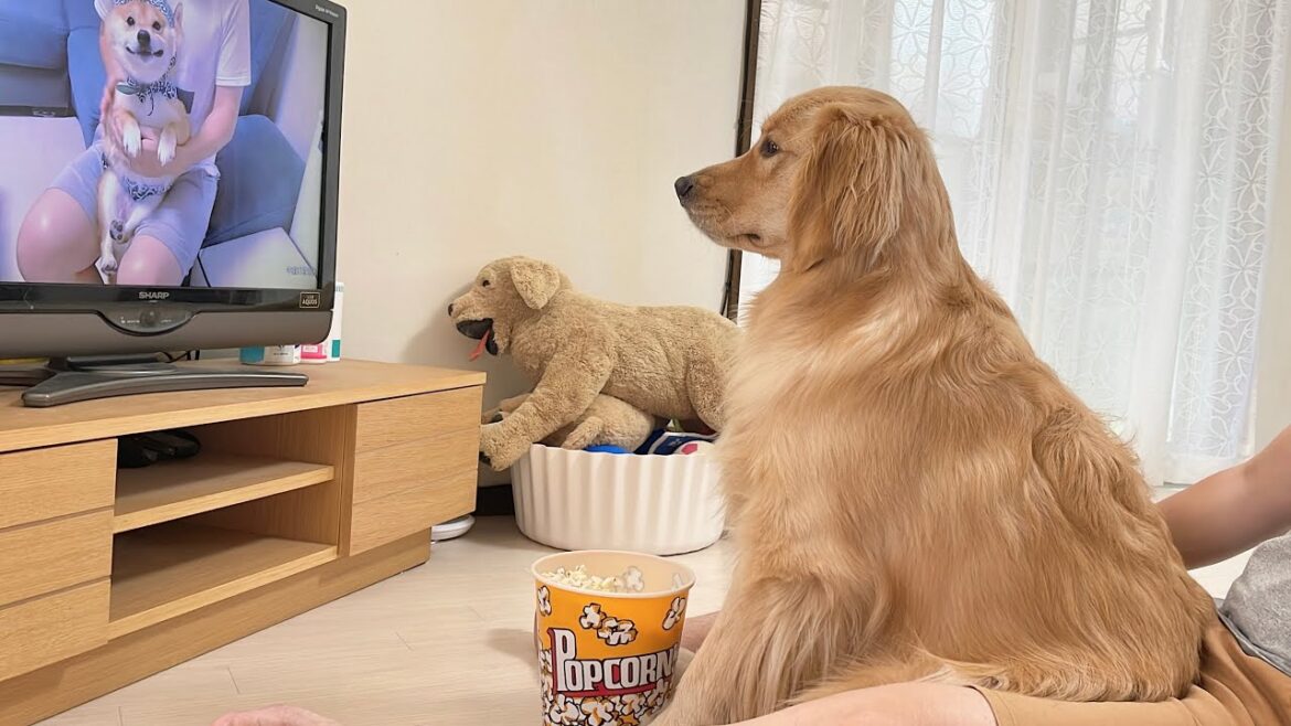 テレビに兄が映るとそれが兄かどうか飼い主に聞いてくるゴールデンレトリバーが可愛すぎた