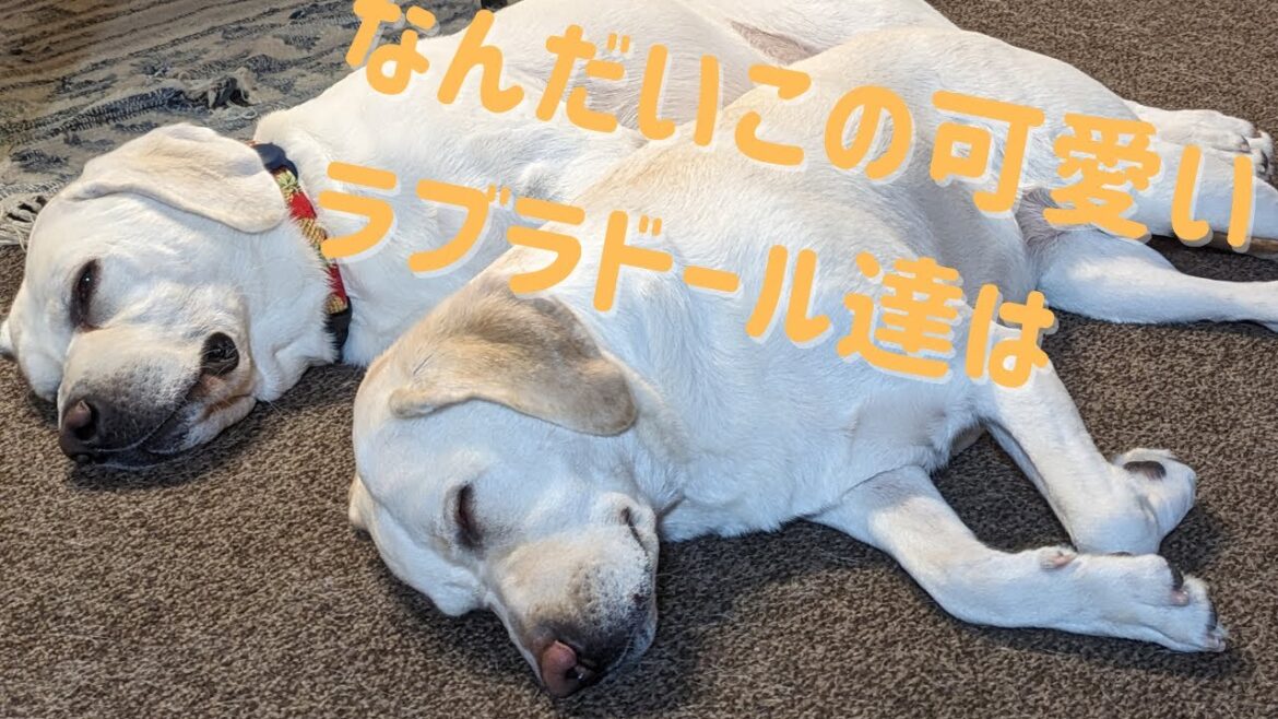 まさかの多頭飼い！？このラブラドールは一体！！No way, I've got a lot of dogs! What is this Labrador!