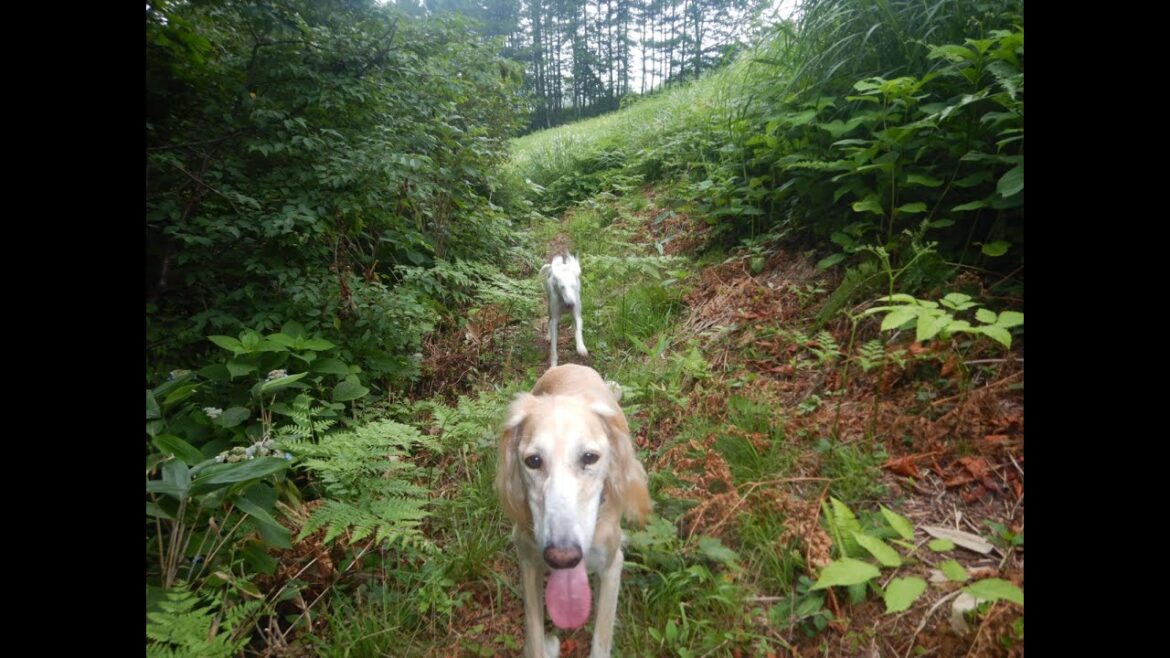 サルーキと山歩き！持たなかったキレイキレイ♪（Saluki）