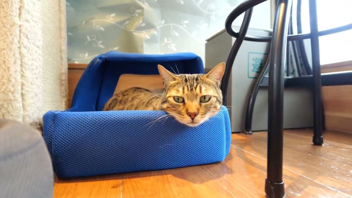 短足ベンガルのジェネッタの琥鉄さん