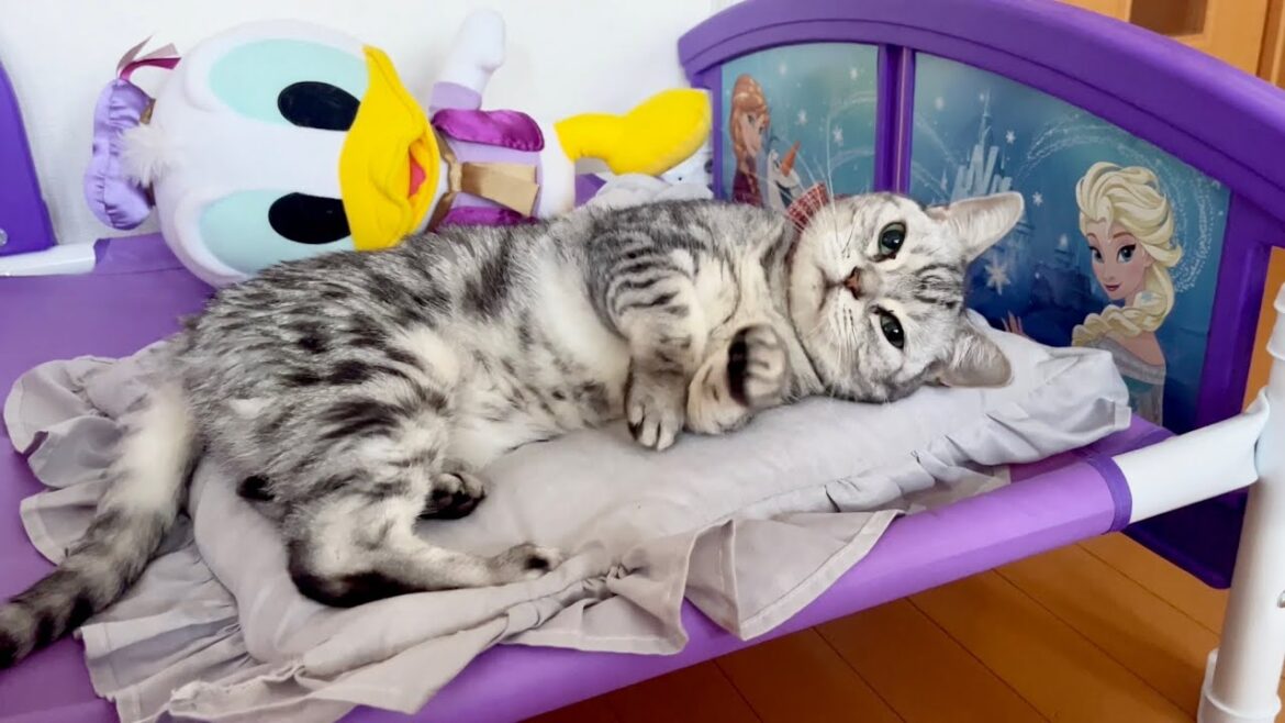 アナと猫の女王 #猫 #アメリカンショートヘア