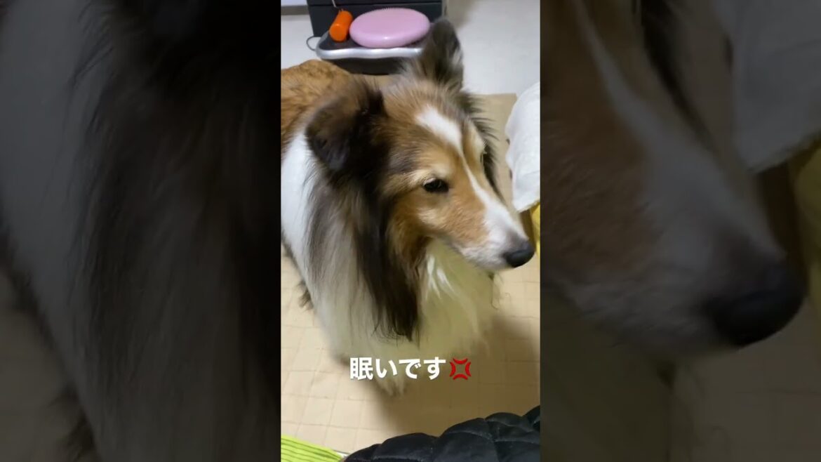 バシバシ叩いて怒りながら寝室に誘われる😂 《シェルティ》
