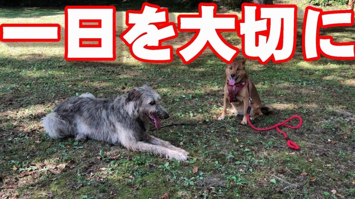 超大型犬の寿命～The average life span of giant breed dogs.