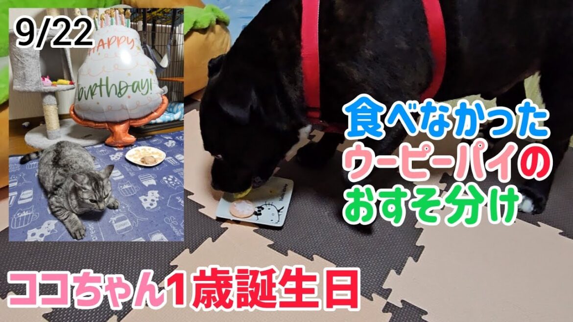 ココちゃん1歳誕生日、ブル君もケーキを貰う（2023/09/03）