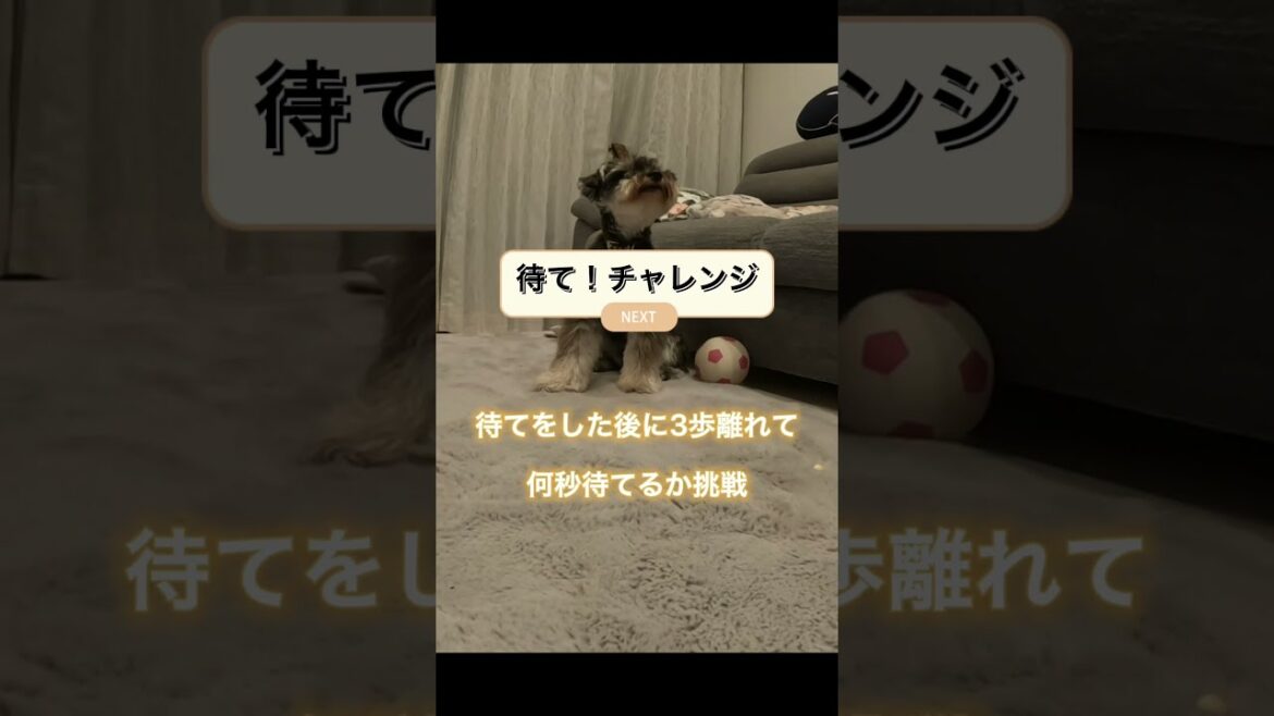 待てが何秒できるかチャレンジ✨賢い犬種ミニチュアシュナウザーの実力は？#shorts