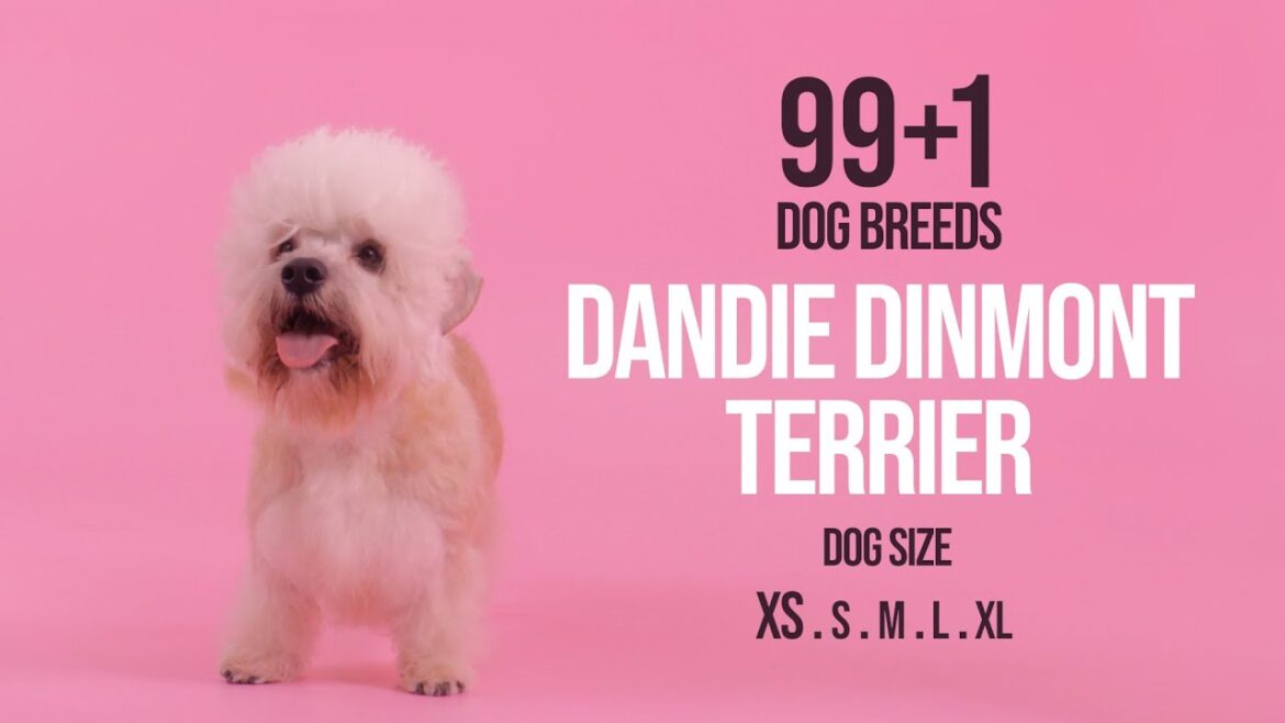 Dandie Dinmont Terrier / 99+1 Dog Breeds