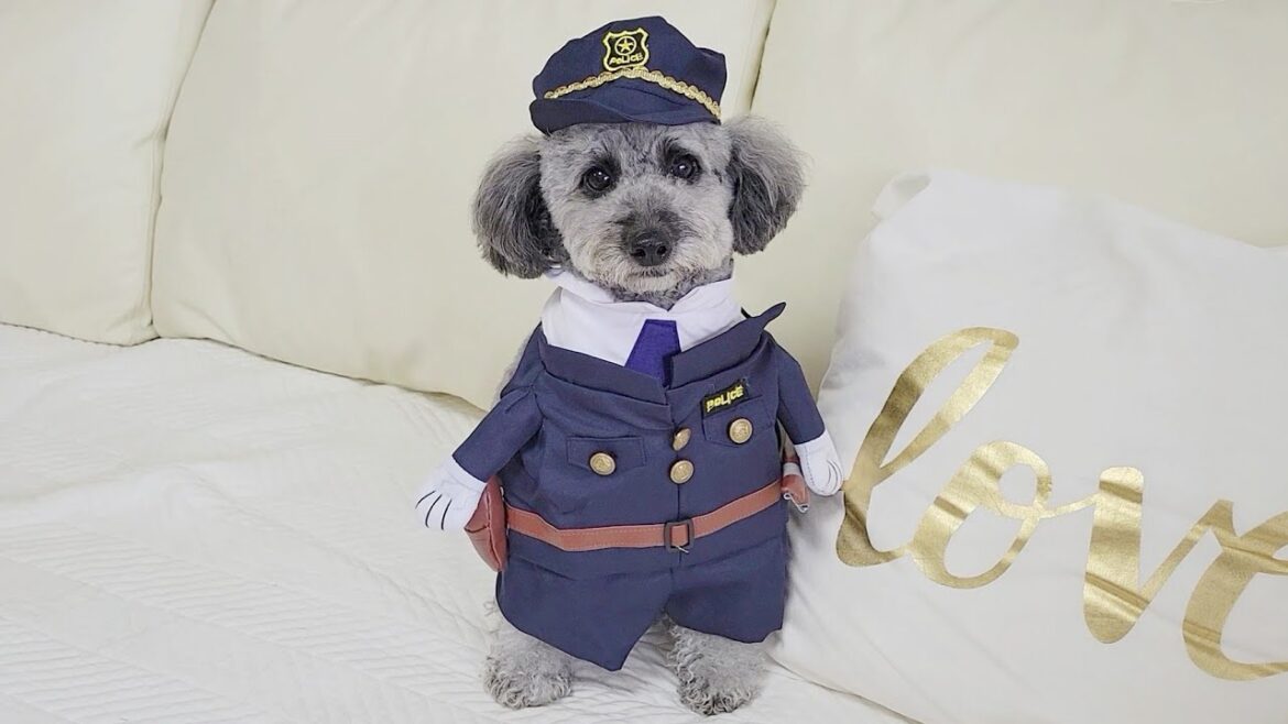 ドーベルマンに憧れるトイプードル。犬のおまわりさんになる