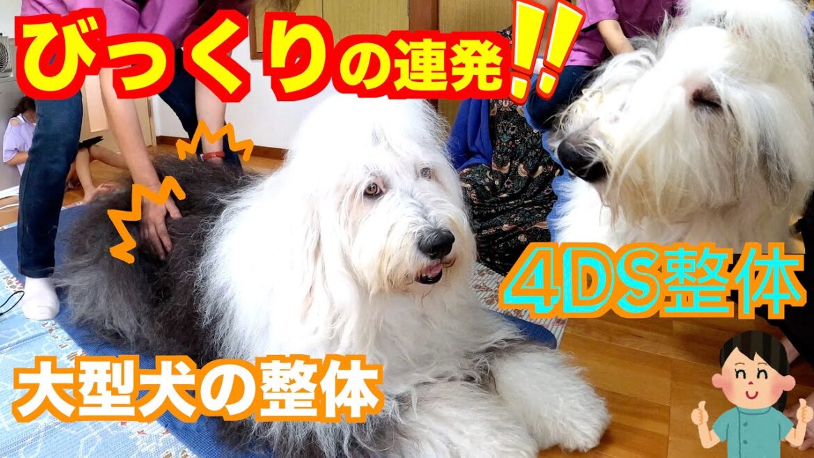 犬の整体 4DS動物整体を大型犬オハナとパトラが受けてみた‼️