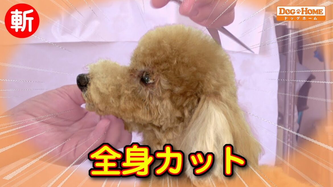 高齢犬　ハイシニア犬のオールシザーカット【トイプードル　ハッピーくんのカット編】　୨୧∵トリミング サロン DOG HOME ドッグホーム∵୨୧