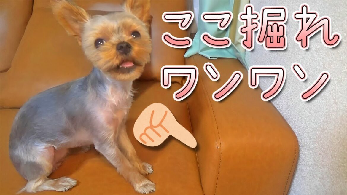 【ヨークシャテリア】意外と繊細なヨークシャテリア【Yorkshire Terrier】