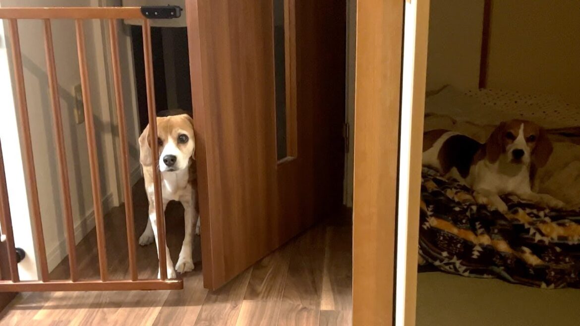 たっぷり甘やかされて育った犬の行動が可愛い【ビーグル多頭飼い】 たっぷり甘やかされて育った犬の行動が可愛い【ビーグル多頭飼い】