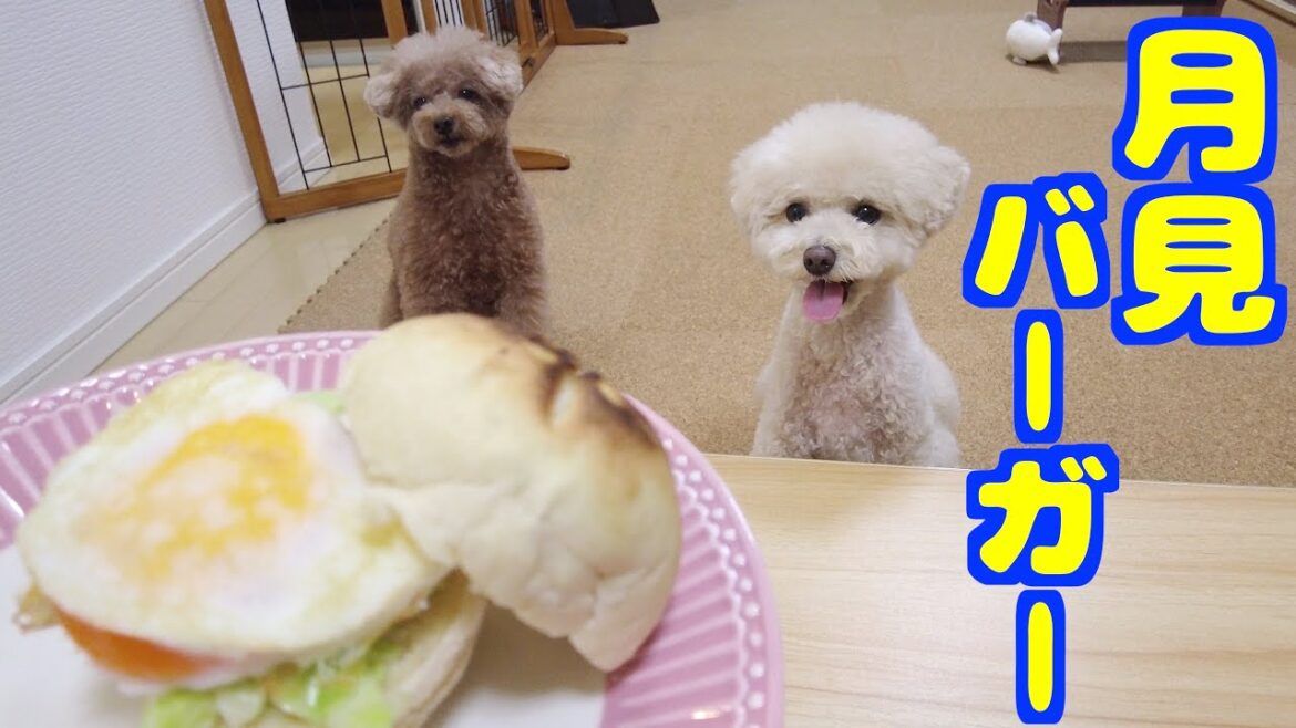 今年もやってきた月見バーガーに大歓喜する愛犬がこちら♪