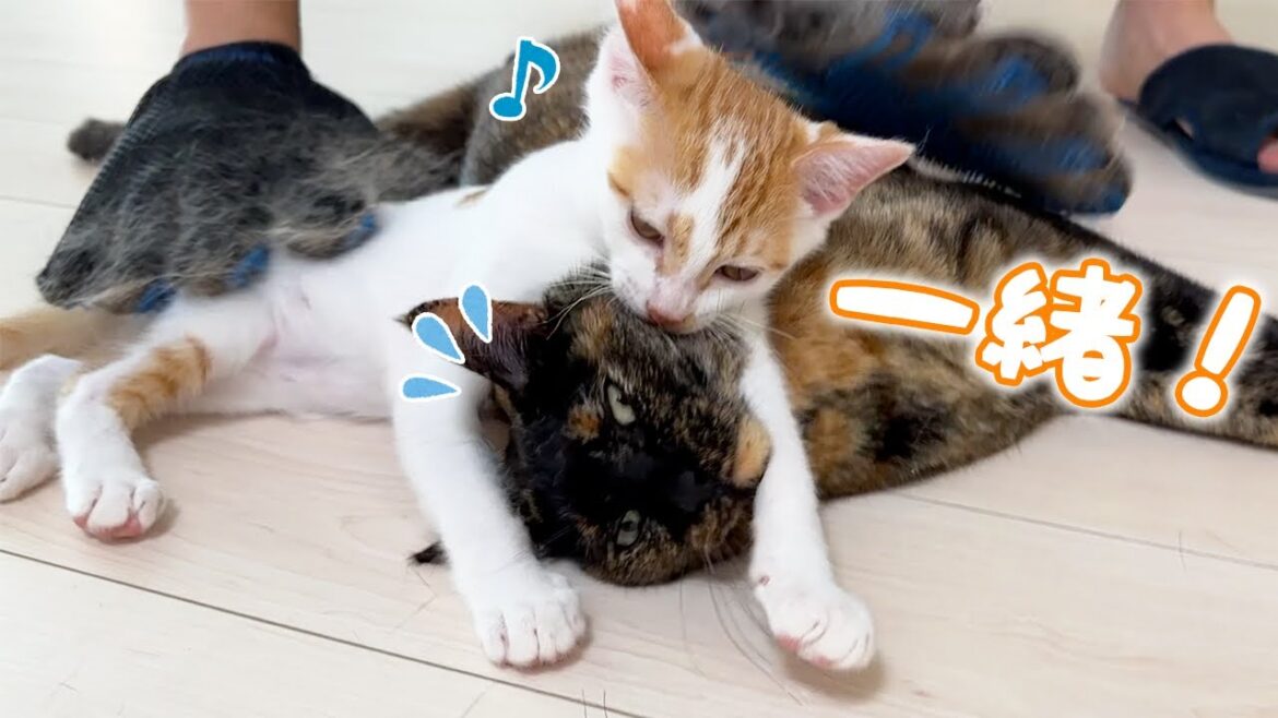 先住猫のマネして一緒にブラッシングされる子猫 先住猫のマネして一緒にブラッシングされる子猫