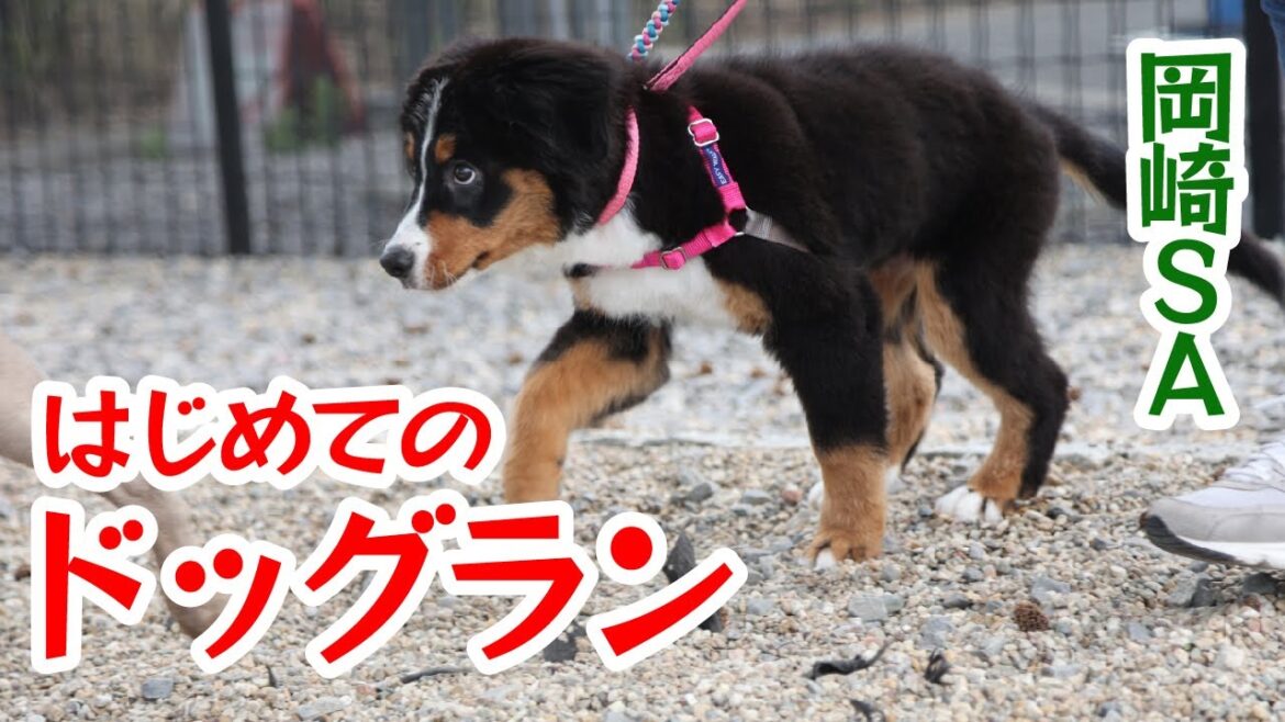 はじめてのドッグラン　バーニーズ・マウンテン・ドッグ