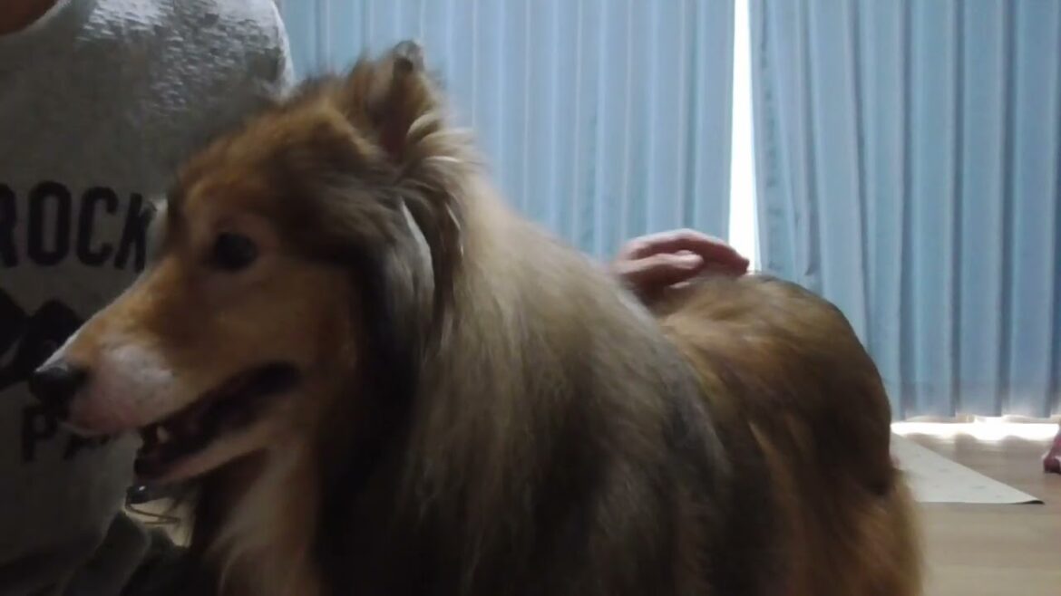 【可愛いシェルティ】2件分です（コメント返信）