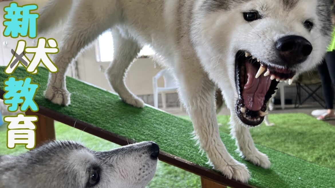 【 ハスキー 】姉妹犬の友達ハスキーの子たちに教えてもらったこと！