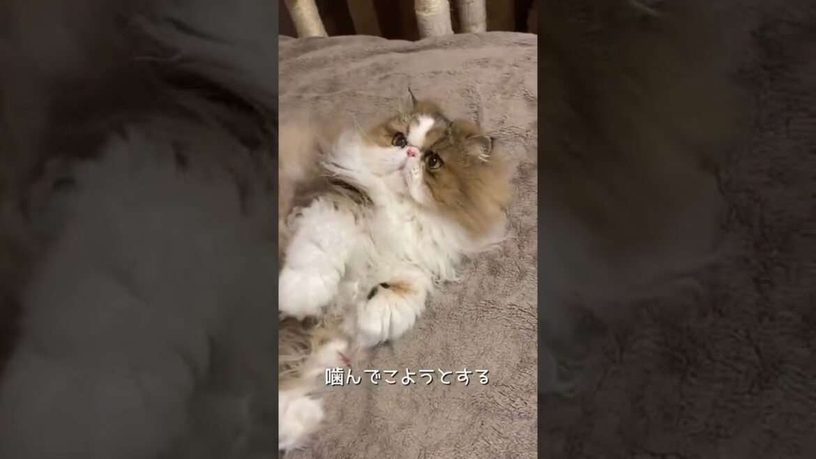 【ペルシャ猫】気付いたら戦っている…🪖 #shorts