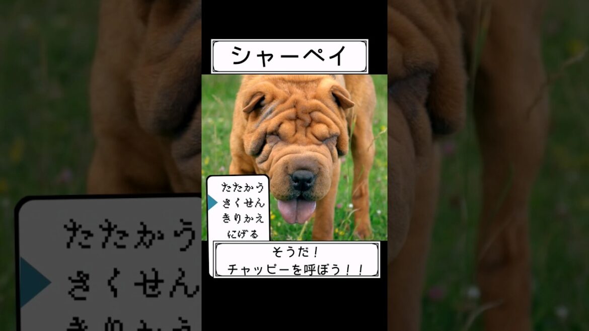 【ボストンテリア】今日も飼い主が鈍感であるww #shorts #ボストンテリア #犬 #動物おもしろ#ディズニー 