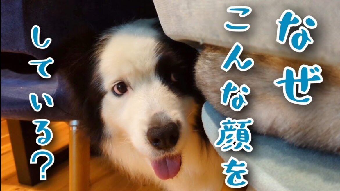 【ボーダーコリー】どうした！なぜこんな顔をしているの？困り顔？