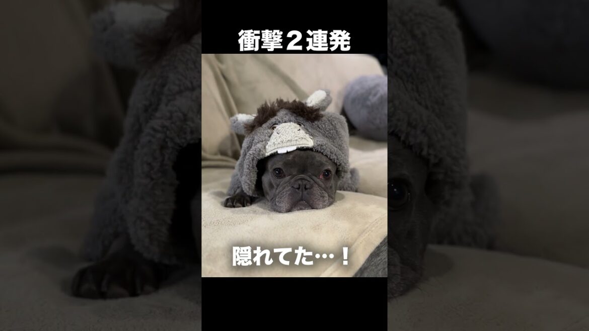 【衝撃】可愛いの連発？（ご批判覚悟…）
