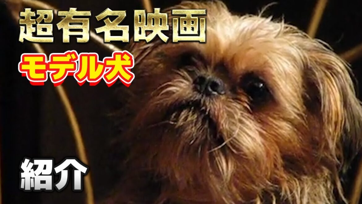 【かわいい】誰もが知る映画！のモデル犬になった、ブリュッセルグリフォンちゃんを紹介！【子犬】