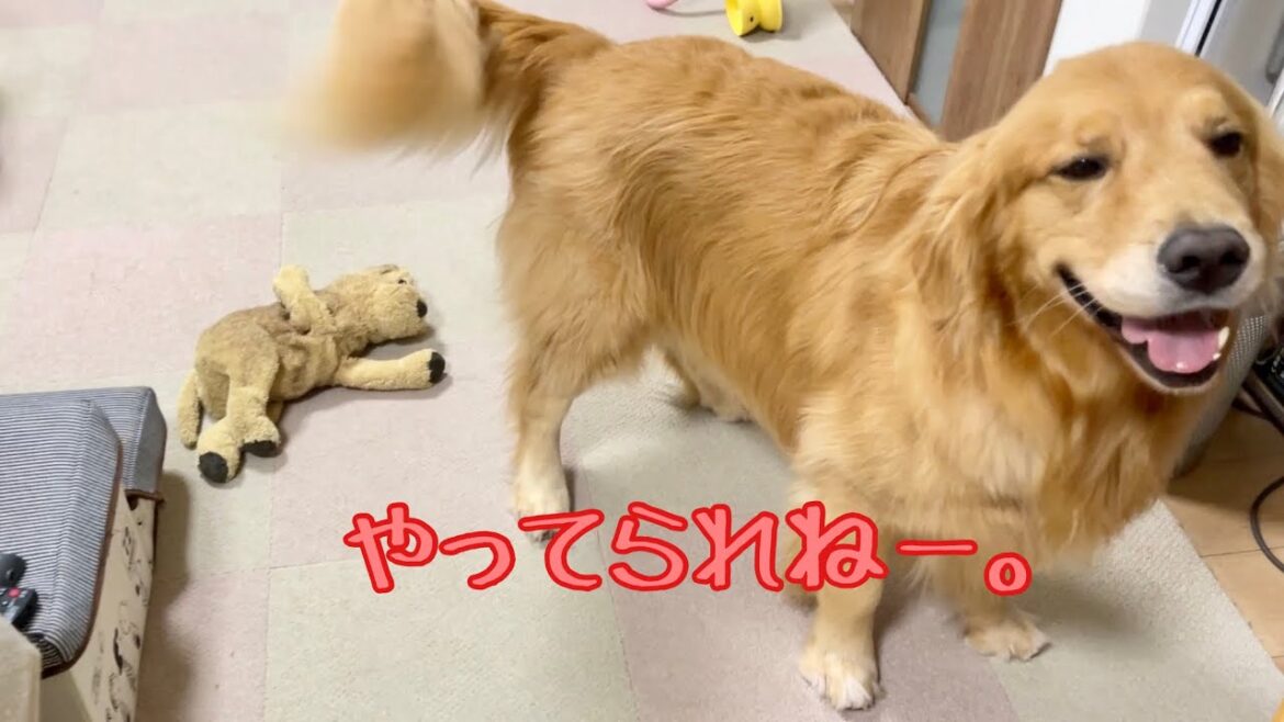 新しいおもちゃをどっちがあげるかで喧嘩を始める娘達への愛犬の反応【ゴールデンレトリバーとミニチュアダックスフンド】