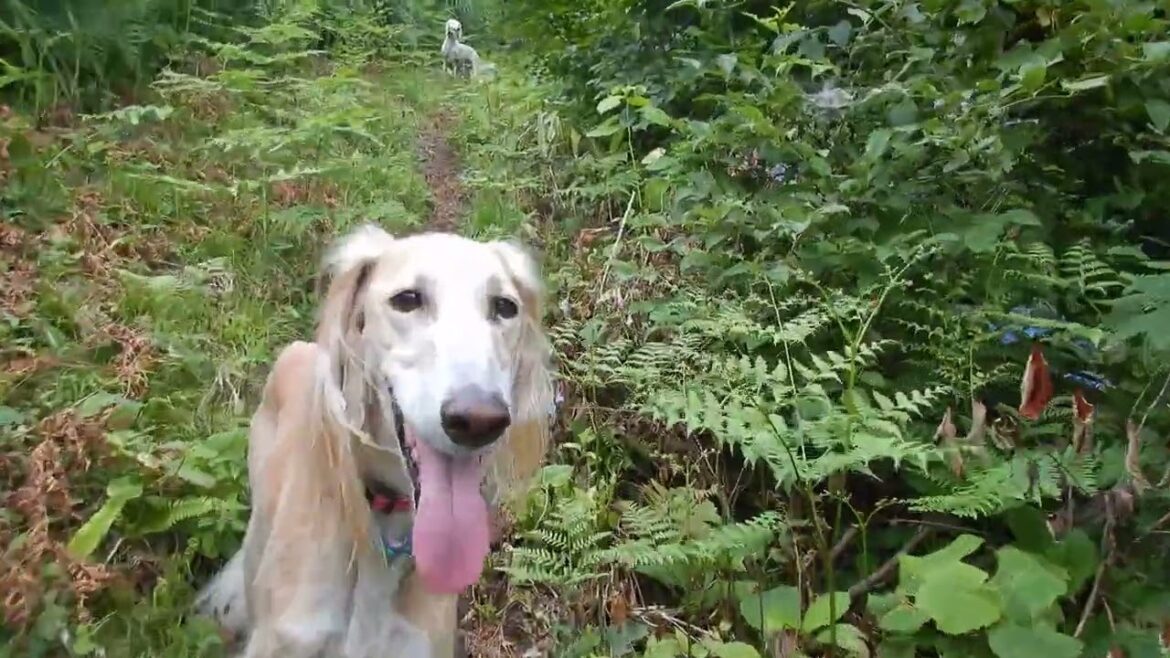 サルーキと山歩き！トリミングしたばかりなのに・・（Saluki）