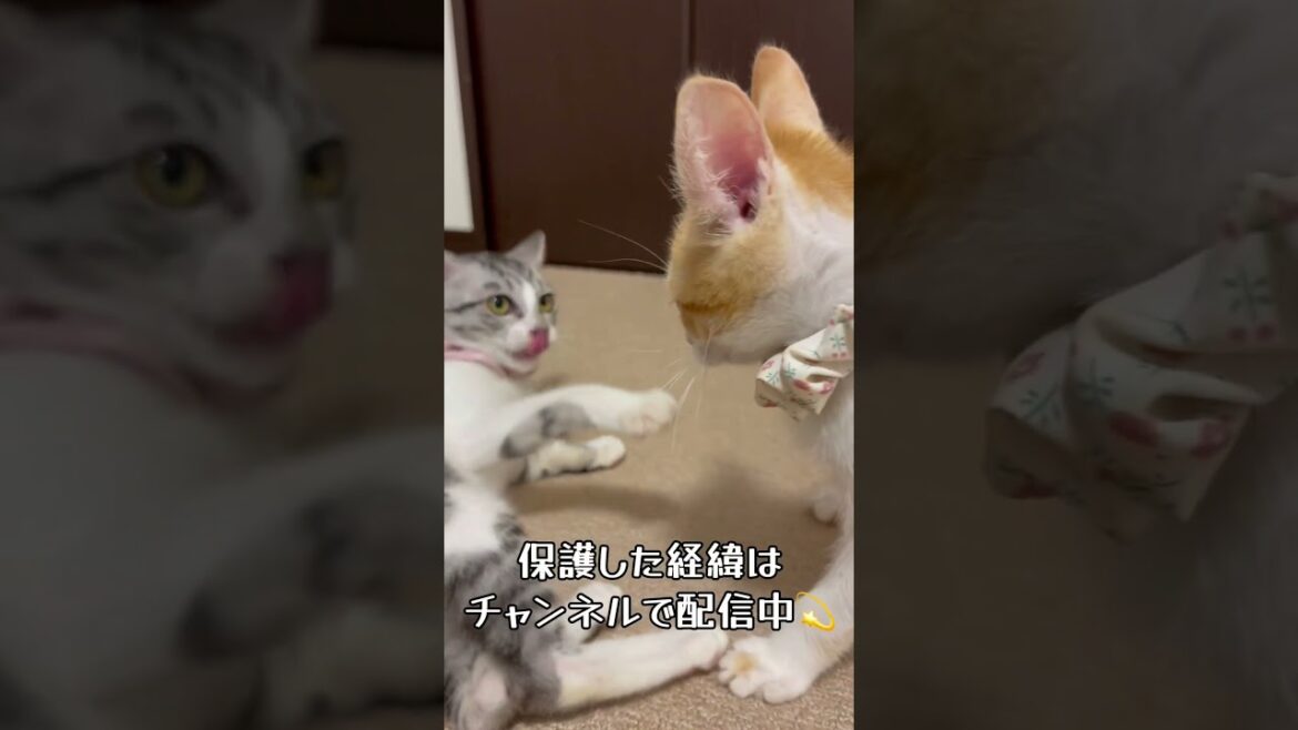 【アイドル猫 保護猫】保護した可愛い新入り子猫はお転婆暴走娘💨天真爛漫なプリンちゃんを見に来てね💗 / rescued a kitten #shorts #癒やし #アイドル猫 【アイドル猫 保護猫】保護した可愛い新入り子猫はお転婆暴走娘💨天真爛漫なプリンちゃんを見に来てね💗 / rescued a kitten #shorts #癒やし #アイドル猫
