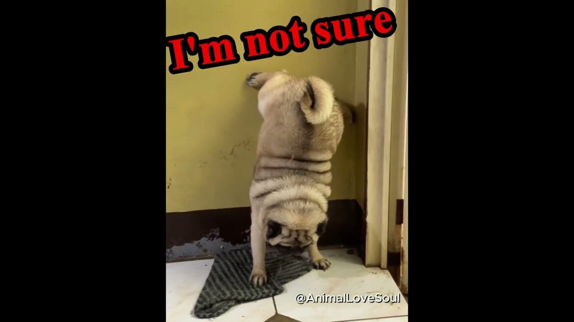 Dogs Do Handstands To Poop🤯 #dog #pug #shorts
