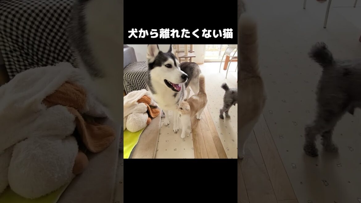 犬が出掛けると離れたくない猫がこうなる…#shorts 犬が出掛けると離れたくない猫がこうなる...#shorts