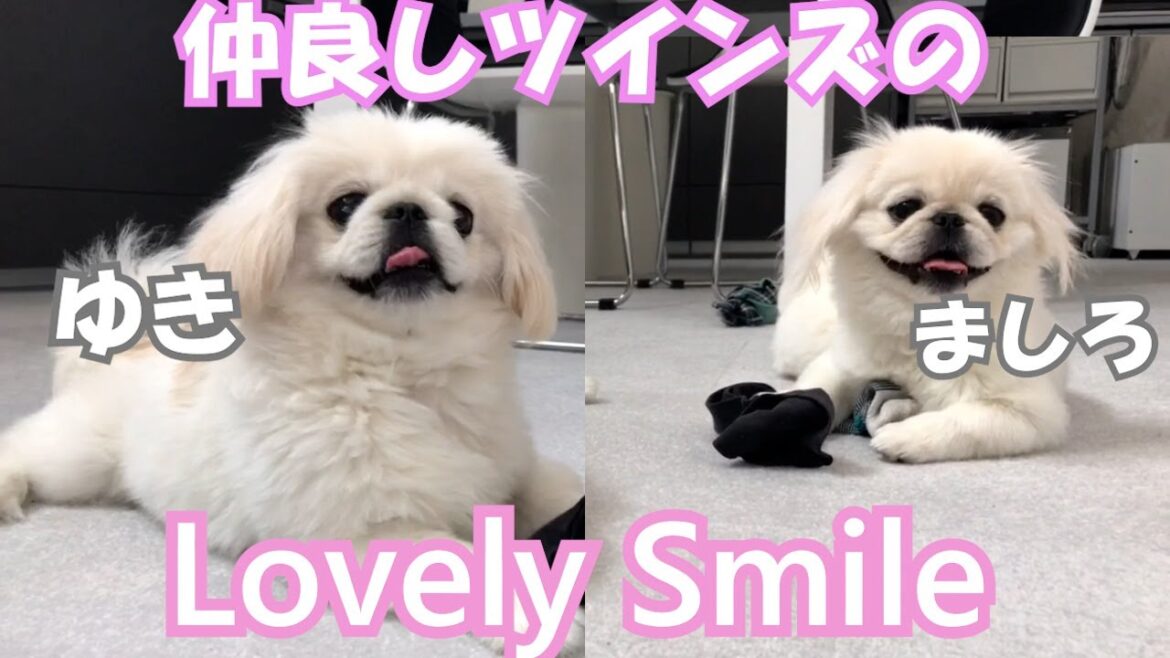 多頭飼いしてよかった!おもちゃを取りっこする姿がかわいい 多頭飼いしてよかった!おもちゃを取りっこする姿がかわいい