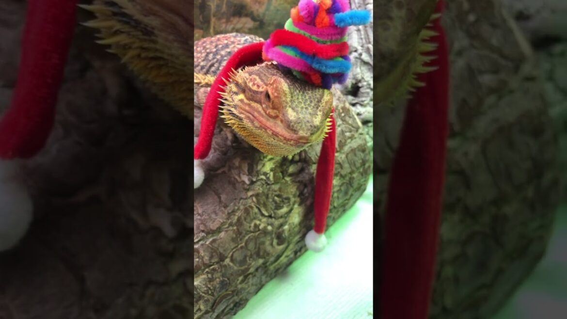 #beardeddragon #lizard #beardie #animal #reptile