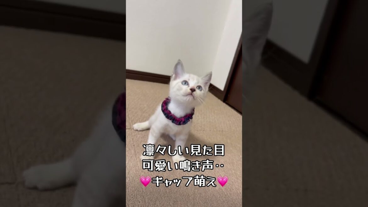 【保護 シャム猫】初めての猫じゃらし🎶楽しいのまだたくさんあるよ✨イケニャン大地くんを見に来てね💗 / rescued a kitten #shorts #可愛い鳴き声 #保護猫 【保護 シャム猫】初めての猫じゃらし🎶楽しいのまだたくさんあるよ✨イケニャン大地くんを見に来てね💗 / rescued a kitten #shorts #可愛い鳴き声 #保護猫