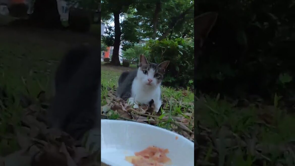 公園地域猫　夏の昼下がり。。。ごはんの食べられなかった、サバトラに個別にごはんをあげました。続く。。Vol.673　1/2 #cat #さくらねこ #ねこ