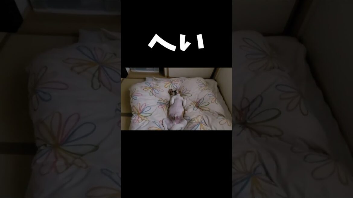 疲れ果てたいぬw  #shots  #ビーグル 疲れ果てたいぬw  #shots  #ビーグル
