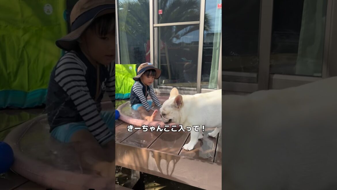 元保護犬の初体験を3歳児が優しくエスコートした結果… #shorts #フレンチブルドッグ