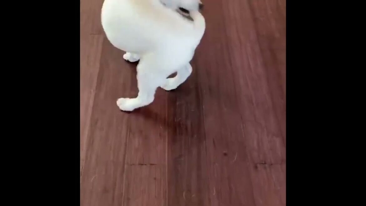 funny animals #shorts