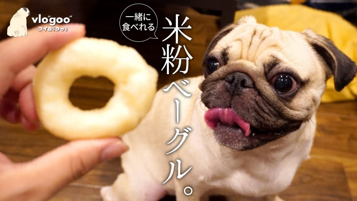 【パグ犬】自分の尻尾みたいなベーグルに大興奮のグゥ氏。米粉100%で安心のグルテンフリーおやつを手作りしたけどハプニング連発で飼い主は安心できなかった【vlog】 【パグ犬】自分の尻尾みたいなベーグルに大興奮のグゥ氏。米粉100%で安心のグルテンフリーおやつを手作りしたけどハプニング連発で飼い主は安心できなかった【vlog】