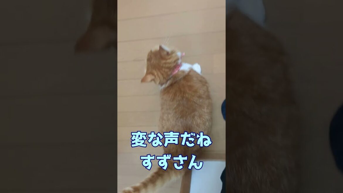 帰りを待ちすぎて変な声になる猫 帰りを待ちすぎて変な声になる猫