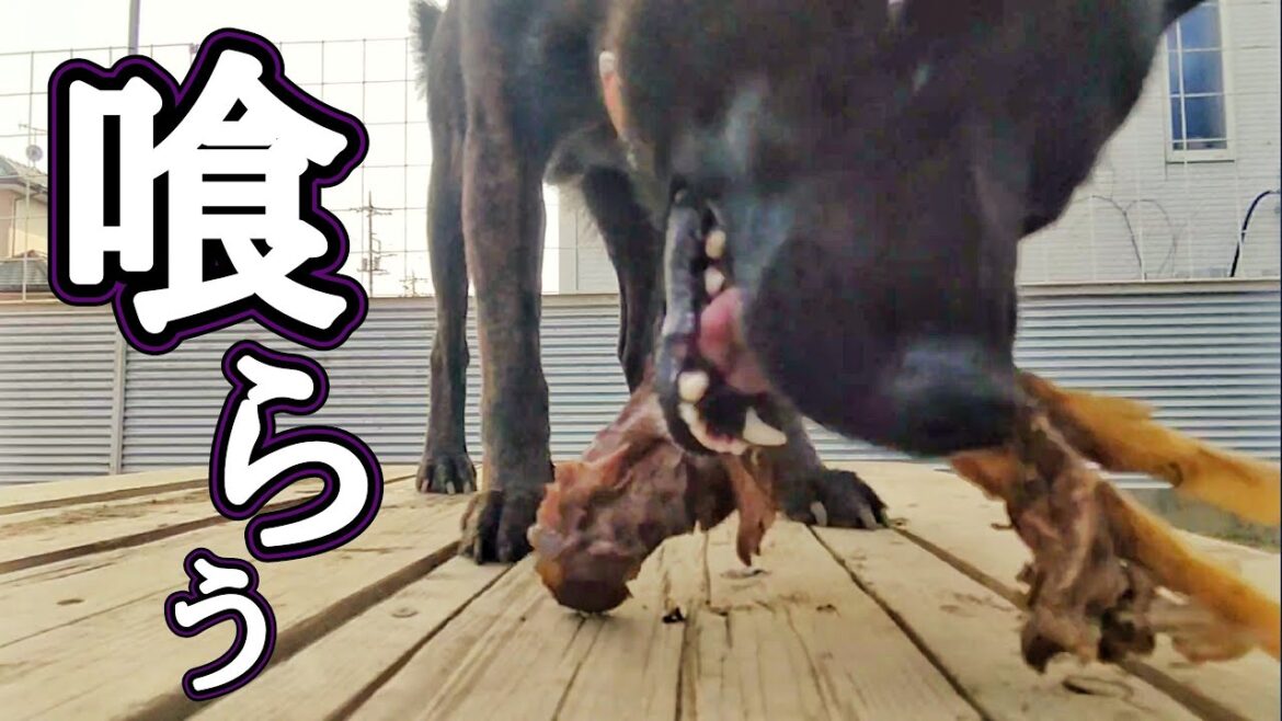 鹿喰う犬#日本犬 #甲斐犬 #猟犬