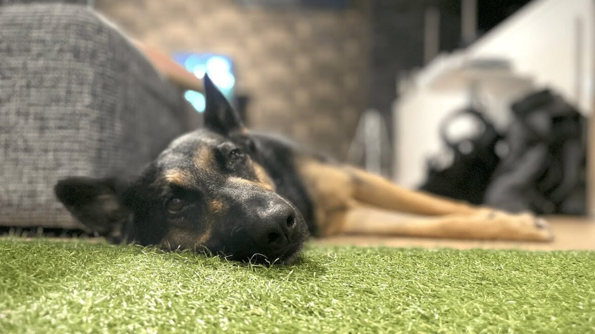愛犬が血便したので病院へ連れて行きました…【ジャーマンシェパード】