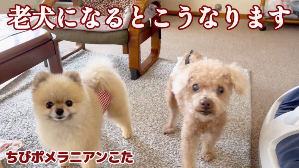 【老犬の宿命💧】老いたトイプードルの行動が切なすぎた
