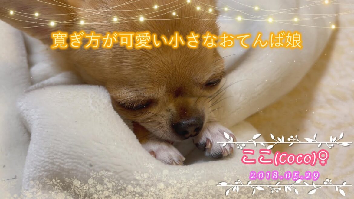 【極小チワワ】我が家の小さなおてんば娘は寛ぎ方が可愛い！！