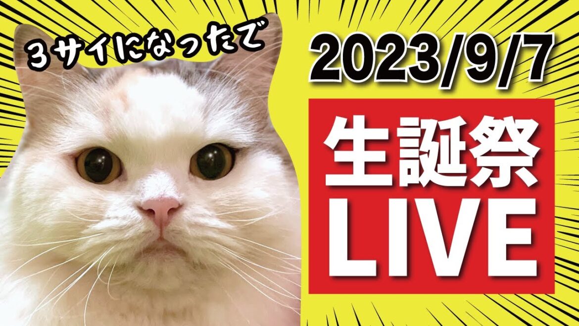 【祝】つくしが３歳になりました！【猫がしゃべるライブ】